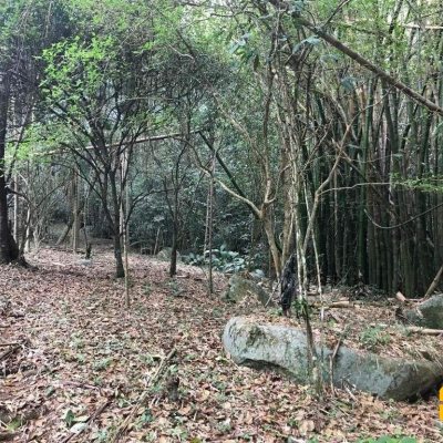 Terreno Comercial/Residencial com 66151m², no bairro Vargem Grande em Florianópolis