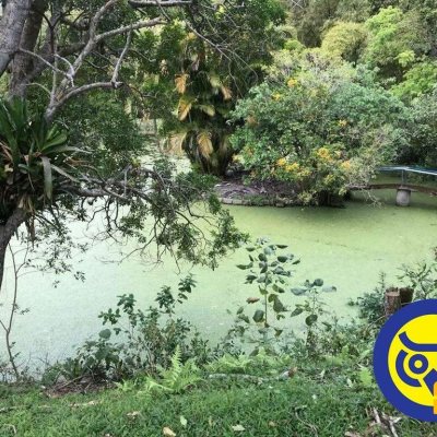 Terreno Comercial/Residencial com 50063m², no bairro Vargem Grande em Florianópolis