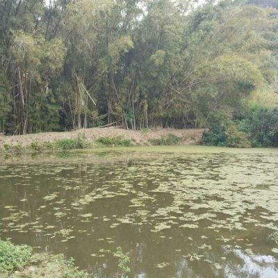 Terreno Comercial/Residencial com 50063m², no bairro Vargem Grande em Florianópolis