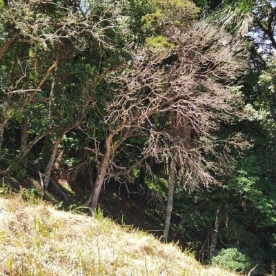 Terrenos Residenciais com 794m², no bairro Córrego Grande em Florianópolis