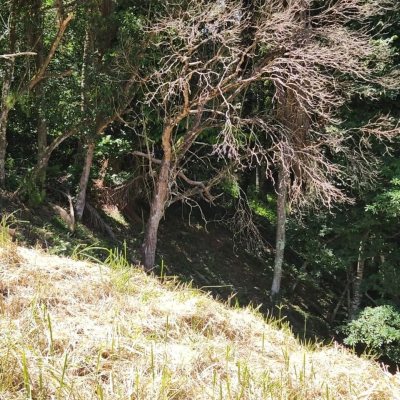 Terrenos Residenciais com 794m², no bairro Córrego Grande em Florianópolis