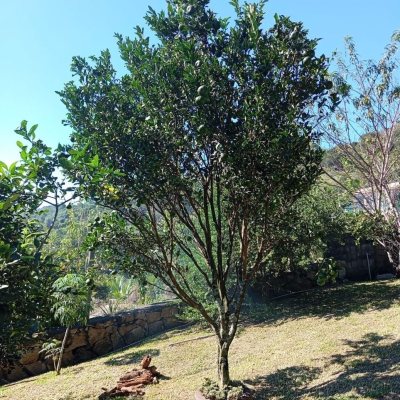 Casa Residencial com 15600m², 3 quartos, 1 suíte, 2 garagens, no bairro Ribeirão Da Ilha em Florianópolis