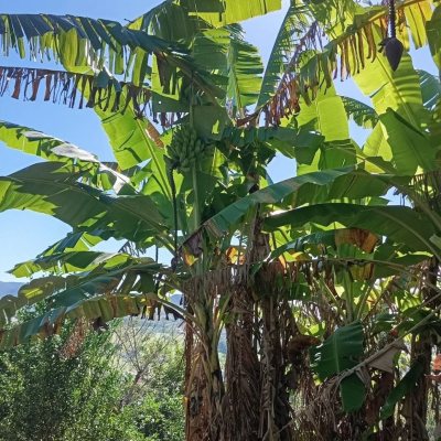 Casa Residencial com 15600m², 3 quartos, 1 suíte, 2 garagens, no bairro Ribeirão Da Ilha em Florianópolis