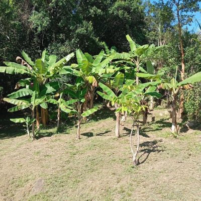 Casa Residencial com 15600m², 3 quartos, 1 suíte, 2 garagens, no bairro Ribeirão Da Ilha em Florianópolis
