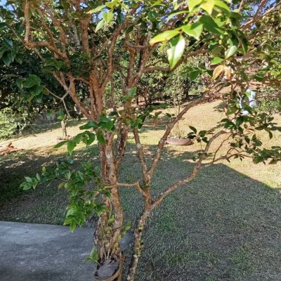 Casa Residencial com 15600m², 3 quartos, 1 suíte, 2 garagens, no bairro Ribeirão Da Ilha em Florianópolis