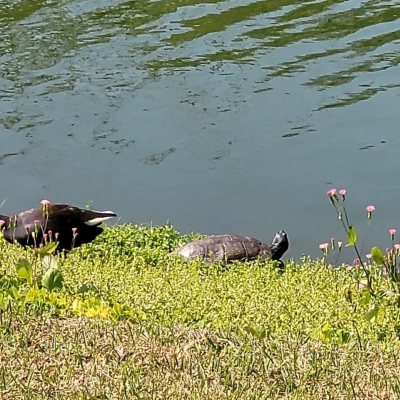 Terrenos Residenciais com 1261m², no bairro Ingleses em Florianópolis