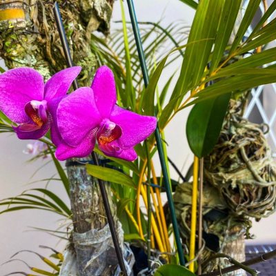 Casa Residencial com 156m², 5 quartos, 3 suítes, 3 garagens, no bairro Santa Monica em Florianópolis