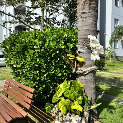 Apartamentos com 50m², 2 quartos, 1 garagem, no bairro Bela Vista em Palhoça