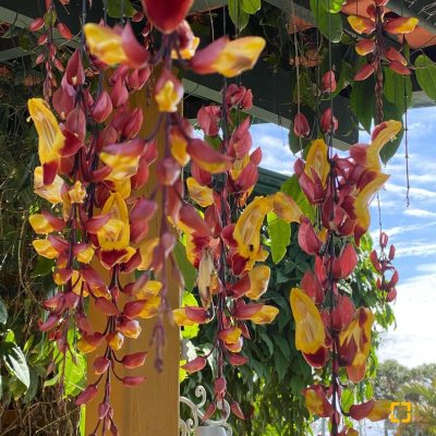 Chalé com 54m², 1 quarto, 1 garagem, no bairro Cachoeira Do Bom Jesus em Florianópolis