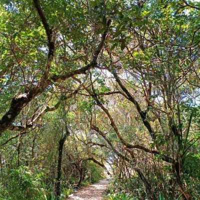 Casa Residencial com 90m², 4 quartos, 2 garagens, no bairro Rio Tavares em Florianópolis
