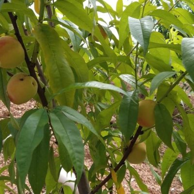Chacara com 0m², 1 quarto, no bairro Centro em Anitápolis
