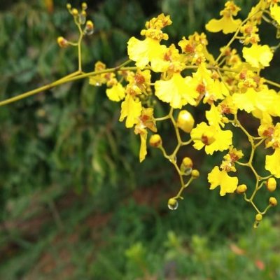 Chacara com 0m², 1 quarto, no bairro Centro em Anitápolis