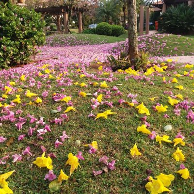 Casa Residencial com 600m², 5 quartos, 5 suítes, 6 garagens, no bairro Jurerê em Florianópolis