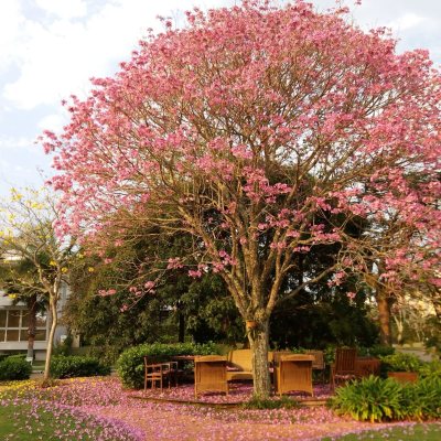Casa Residencial com 600m², 5 quartos, 5 suítes, 6 garagens, no bairro Jurerê em Florianópolis