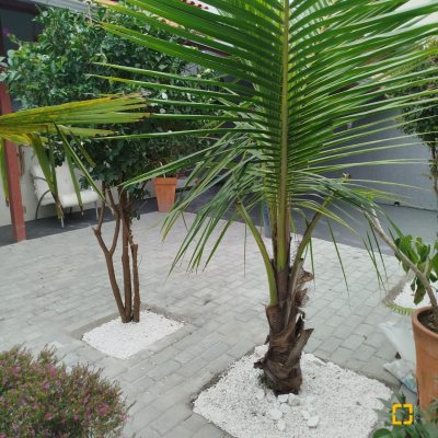 Casa Residencial com 51m², 2 quartos, 1 garagem, no bairro São João Do Rio Vermelho em Florianópolis