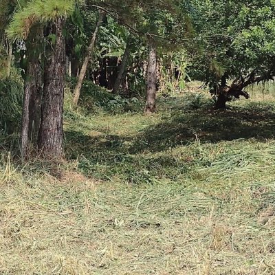 Terrenos Residenciais com 28060m², no bairro Itacorubi em Florianópolis