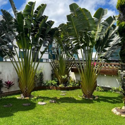 Casa Residencial com 200m², 3 quartos, 1 suíte, 4 garagens, no bairro Cachoeira Do Bom Jesus em Florianópolis