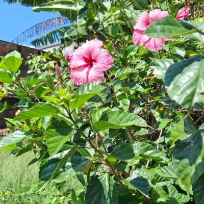 Casa Residencial com 70m², 3 quartos, 1 garagem, no bairro Barreiros em São José