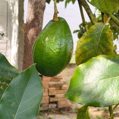 Terreno Comercial/Residencial com 814m², no bairro Estreito em Florianópolis