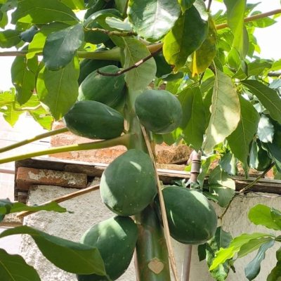 Terreno Comercial/Residencial com 814m², no bairro Estreito em Florianópolis