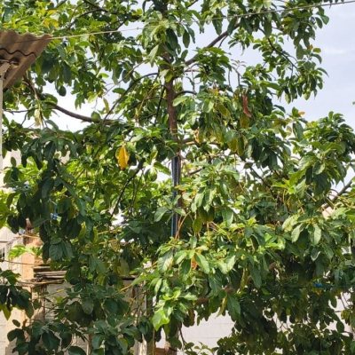 Terreno Comercial/Residencial com 814m², no bairro Estreito em Florianópolis