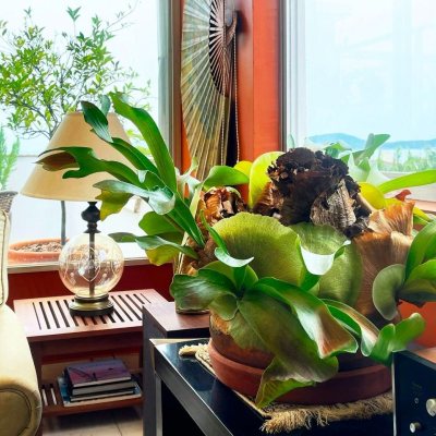 Cobertura com 297m², 5 quartos, 3 suítes, 2 garagens, no bairro Canasvieiras em Florianópolis