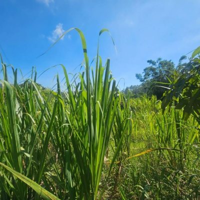 Chacara com 3699m², 2 quartos, no bairro Fazenda De Dentro em Biguaçu