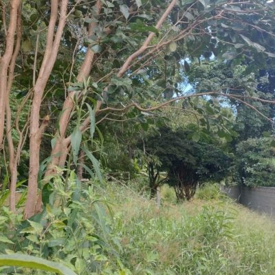 Terreno Comercial/Residencial com 3657m², no bairro Ratones em Florianópolis
