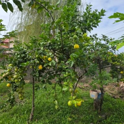 Terrenos Residenciais com 360m², no bairro Carianos em Florianópolis
