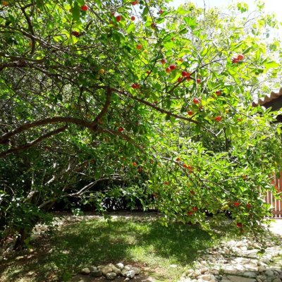 Casa Residencial com 154m², 3 quartos, 2 garagens, no bairro Rio Tavares em Florianópolis
