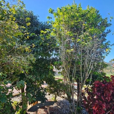 Casa Residencial com 288m², 6 quartos (sendo 2 suítes), 2 garagens, no bairro Praia Brava em Florianópolis