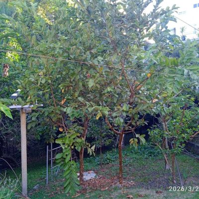 Casa em Condomínio com 301m², 4 quartos, 2 suítes, 2 garagens, no bairro Bosque Das Mansões em São José