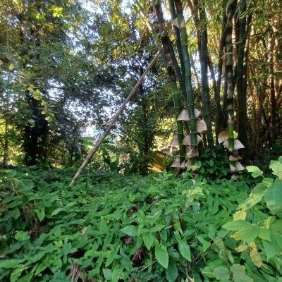 Terreno Comercial/Residencial com 1125m², no bairro Estreito em Florianópolis