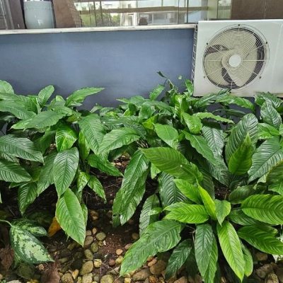 Casa Residencial com 316m², 4 quartos, 2 suítes, 2 garagens, no bairro Estreito em Florianópolis