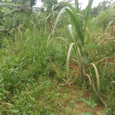 Terrenos Residenciais com 360m², no bairro Bela Vista II em São José