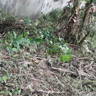 Terrenos Residenciais com 360m², no bairro Bela Vista II em São José